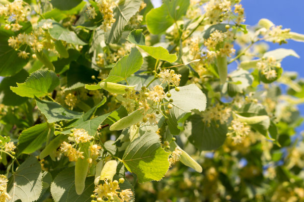 百花开花树椴树木，用得着。花的背景。晴朗的夏日。图片下载