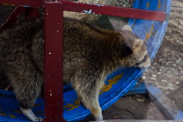 对下午在他家玩耍的浣熊进行选择性聚焦。图片下载