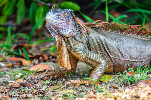 坦皮科塔毛利帕斯州红树林沼泽中的绿鬣蜥图片下载