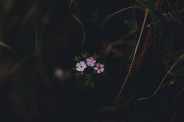 森林里的小野花——三朵粉红色的野花图片下载