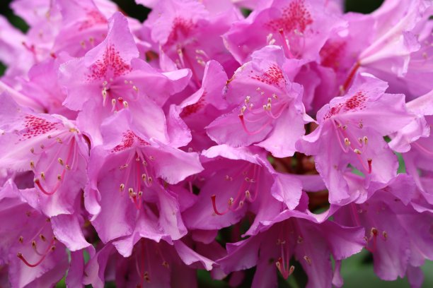 大量亮粉色杜鹃花的特写图片下载