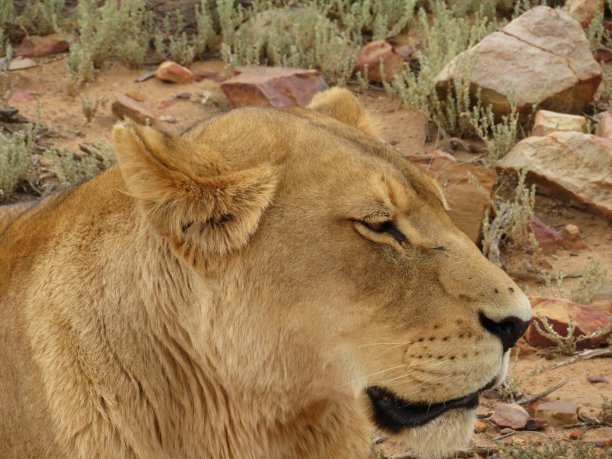 母狮在午后的炎热中休息图片下载