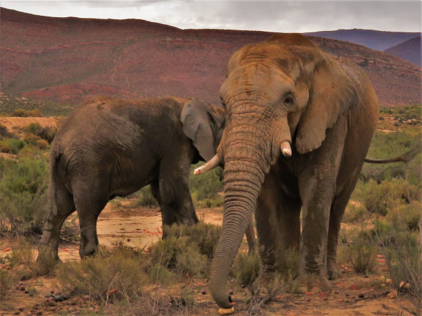 南非的大象图片下载