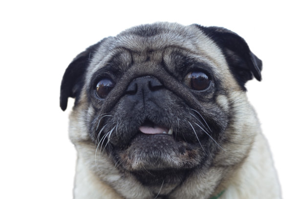 白色背景上的哈巴狗图片下载