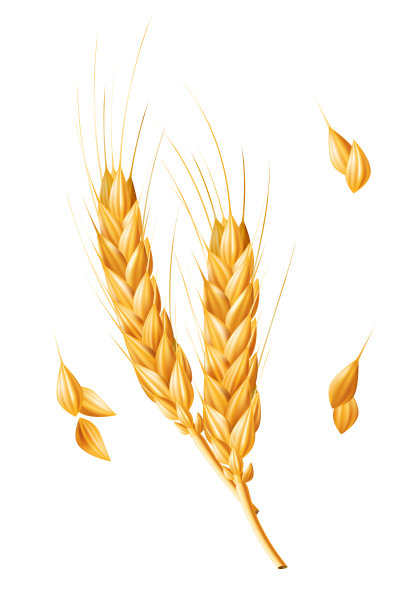 现实的3D矢量插图成熟的小麦穗，完美的农业和农业设计。孤立在白色背景上。健康食品和烘焙产品的天然成分，麸质图片下载