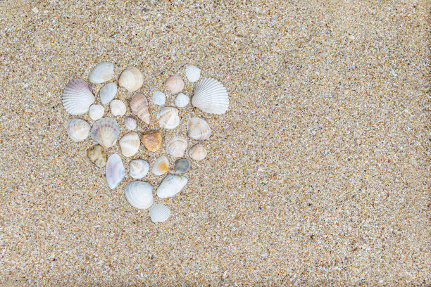 沙子背景与各种贝壳。图片下载