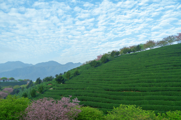 美丽的樱花有机茶园图片下载