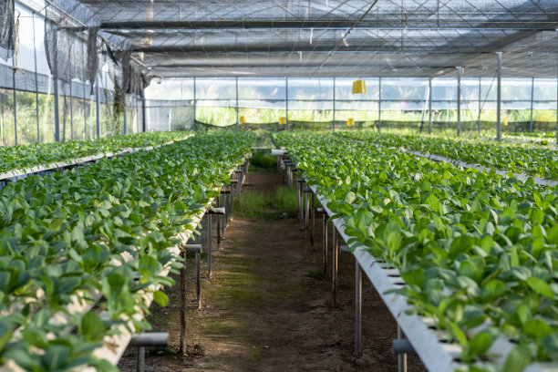 蔬菜种植棚里的蔬菜特写图片下载