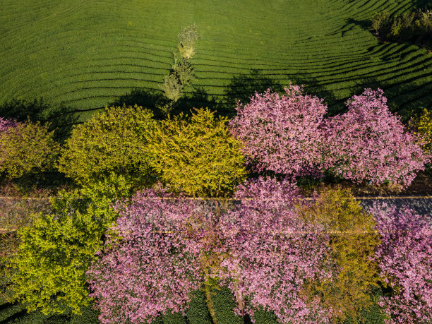 阳光下的樱花梯田茶园图片下载