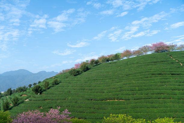 美丽的樱花有机茶园图片下载