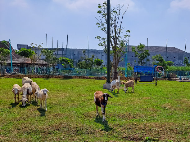 农场里的一群羊图片下载