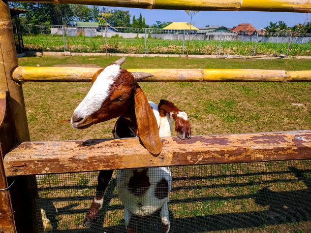 农场里好奇的山羊图片下载