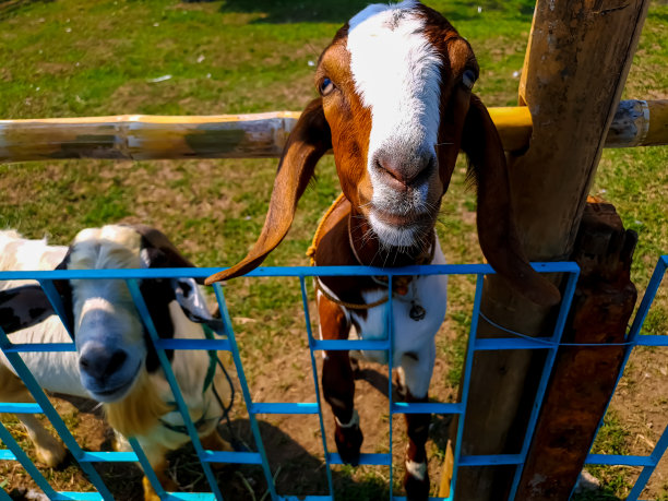 农场里好奇的山羊图片下载