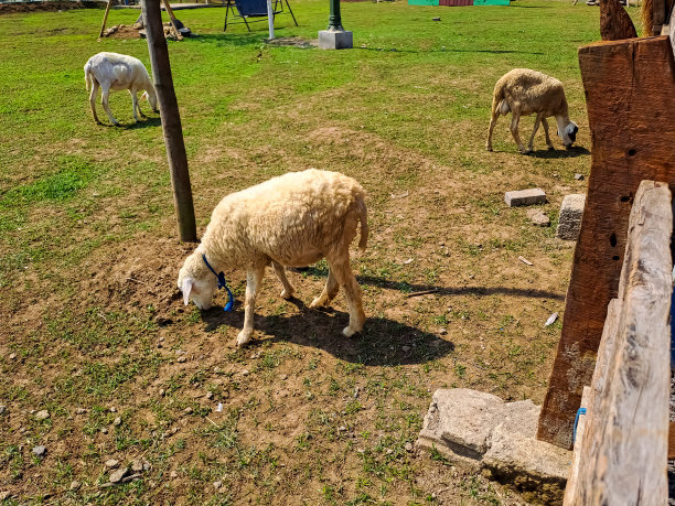 农场里的一群羊图片下载