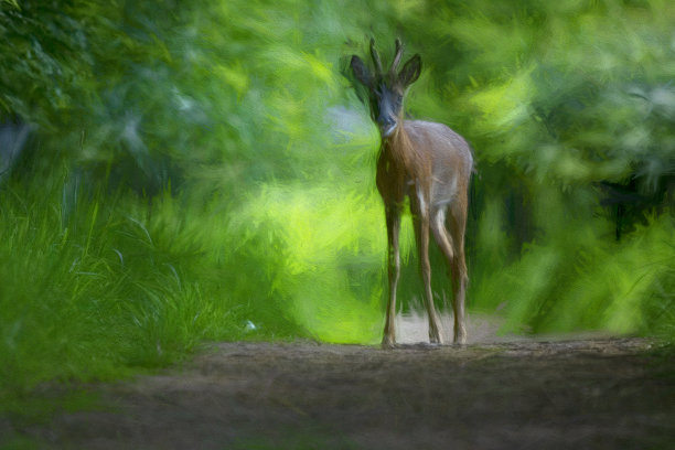 在戈斯福斯公园自然保护区的一条小路上的狍图片下载