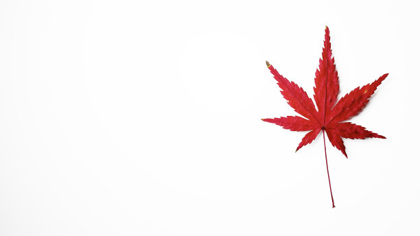 3 d演示。白底枫叶。(水平)图片下载