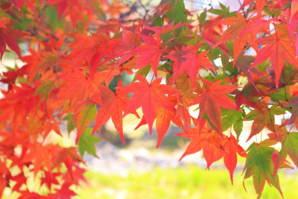 树叶变色图片下载