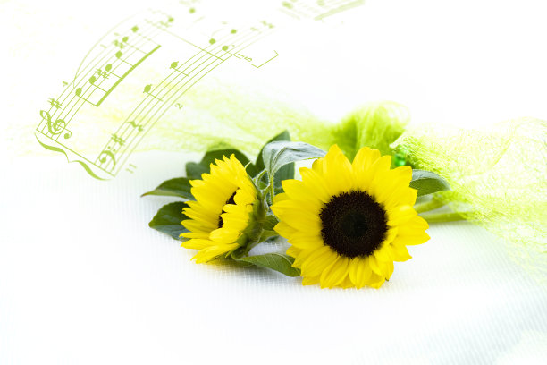 向日葵花束图片下载