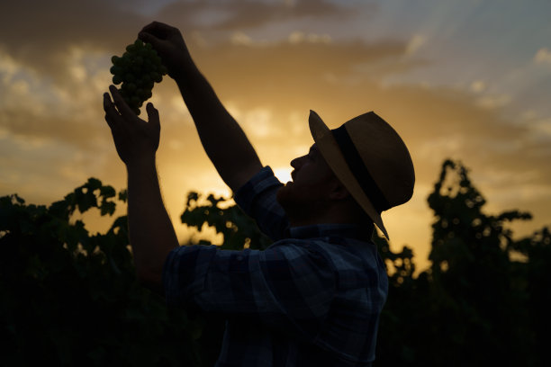 夕阳下，一个农民手持葡萄的剪影……图片下载