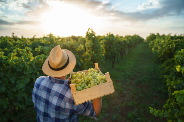 后视图一个年轻的农民拿着一箱葡萄。农艺师站在葡萄园里。图片下载