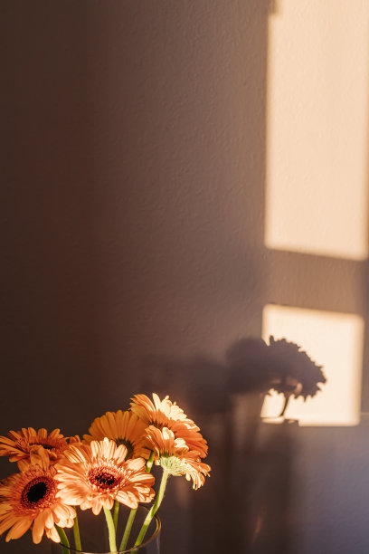 橙色的雏菊花在自然的阳光下，墙上有光和影图片下载