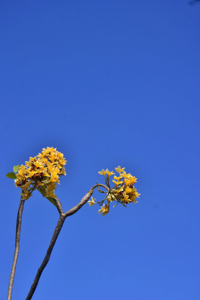黄花桂花图片下载