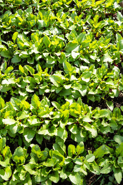 绿色的甜菜叶和红色的茎。花园里的甜菜。春天的小甜菜根，生长在城市花园里。自制食物和有机蔬菜。公共花园。图片下载