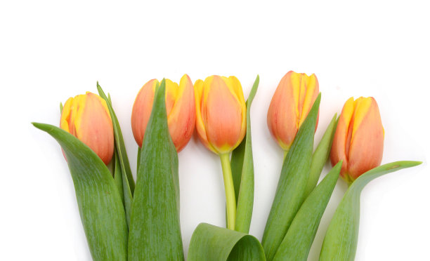 彩色郁金香花孤立在白色图片下载