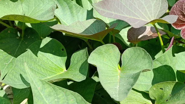 甘薯植物的叶子部分，叶子通常用作蔬菜图片下载