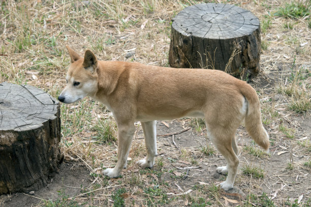 金色澳洲野犬的侧视图图片下载