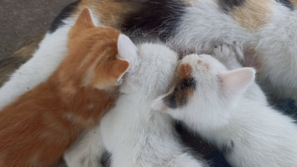 可爱的小猫在吮吸它的妈妈图片下载