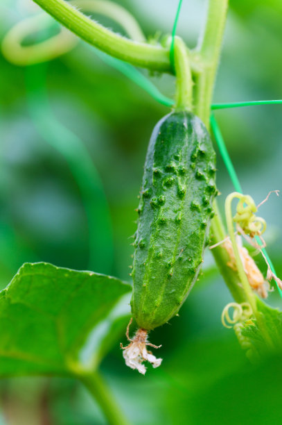 一个小黄瓜长在树枝上(特写)图片下载
