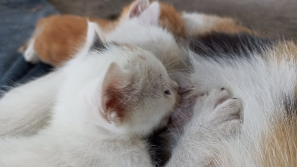 可爱的小猫在吮吸它的妈妈图片下载