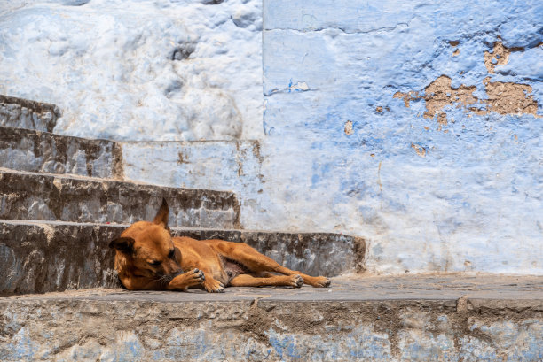 在摩洛哥舍夫沙万市中心的一条蓝色小巷里，一只狗图片下载