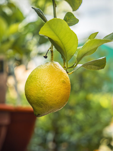 有机柠檬柑橘水果在农场的一个树枝上图片下载