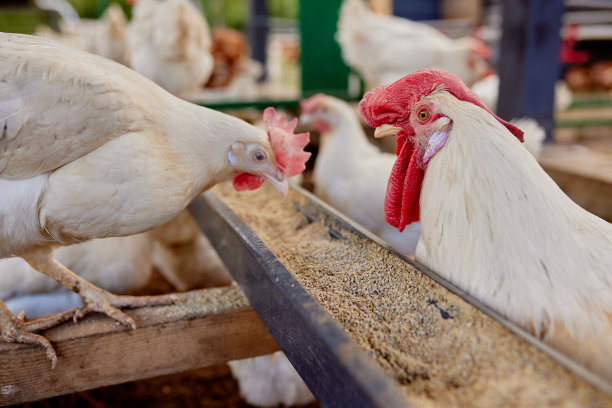 鸡在生态养鸡场吃饲料和谷物，自由放养养鸡场图片下载