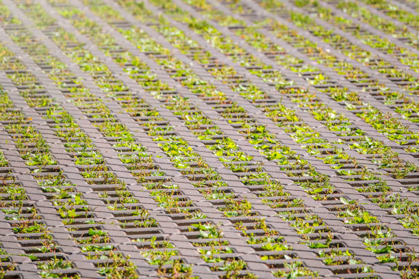 绿草如茵，穿过鹅卵石铺砌，室外花园地板背景照片纹理图片下载