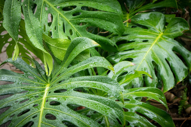 花园里的怪兽长得很漂亮图片下载