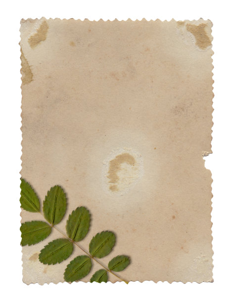 旧纸纹理的复古背景与干燥的植物图片下载