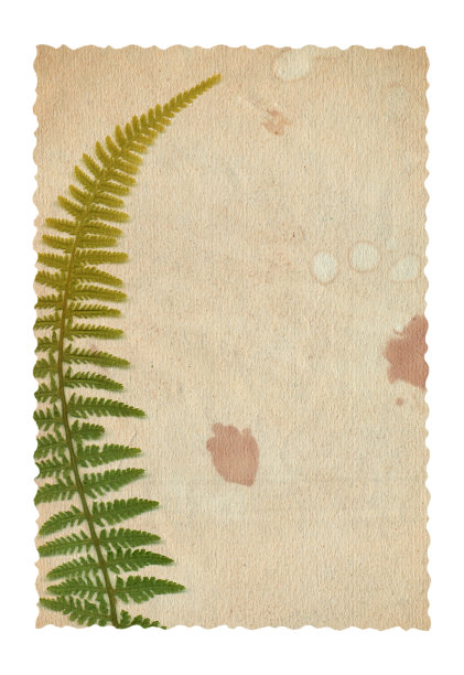 复古背景的旧纸纹理与干蕨类植物图片下载