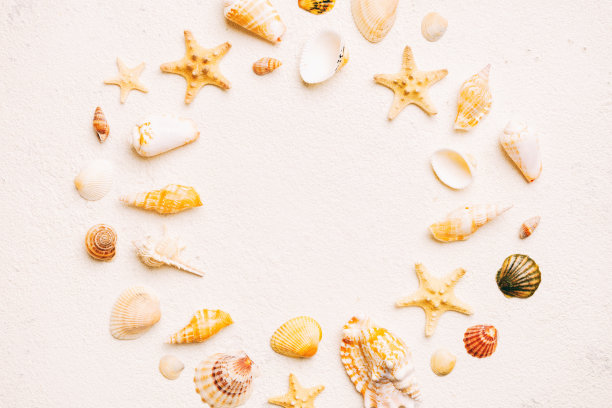 彩色背景上的夏季时间概念。从海洋海岸的贝壳在框架的形状，与文字顶视图的空间分开图片下载