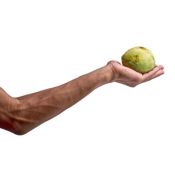 手捧成熟的芒果孤立的白色背景图片下载