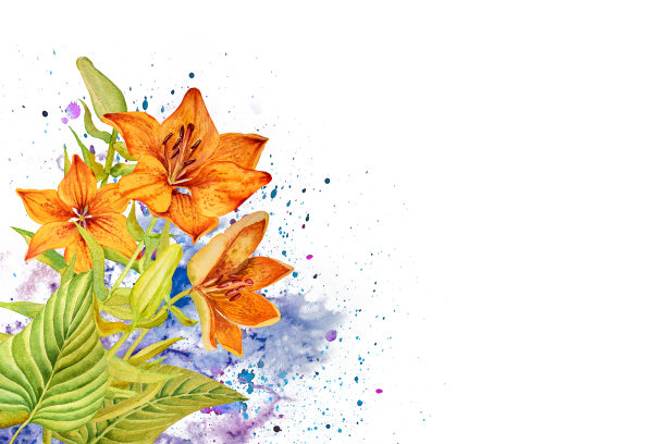 水彩插图组成的玫瑰和百合，手绘。用于明信片、邀请函、广告图片下载