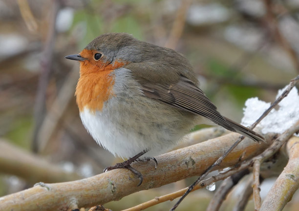 一只欧洲知更鸟的侧视图，冬天栖息在一棵树上。图片下载