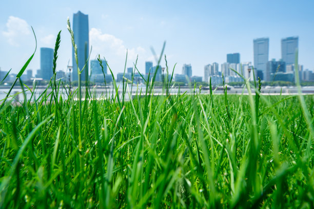 上海的全景天际线和茂密的草地图片下载