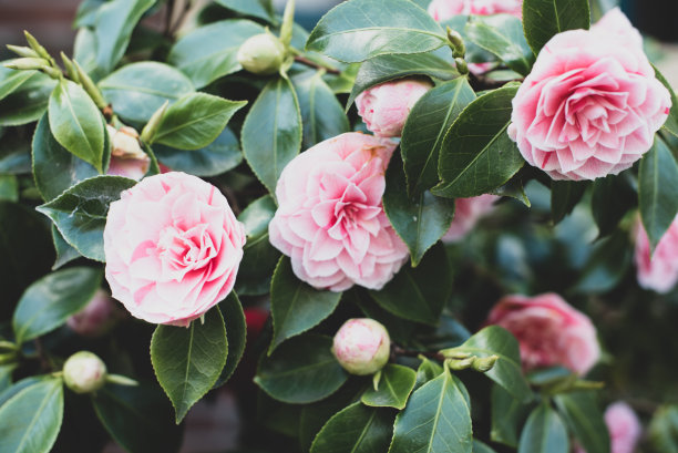 粉红玫瑰花丛图片下载