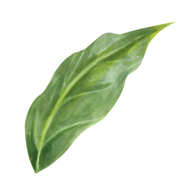 白色背景上手绘的绿叶。孤立。现实的形象。图片下载