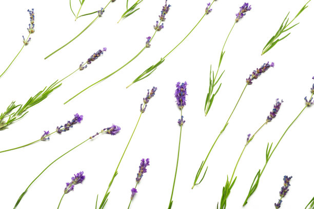 白色背景上的薰衣草花。有创意的照片图片下载