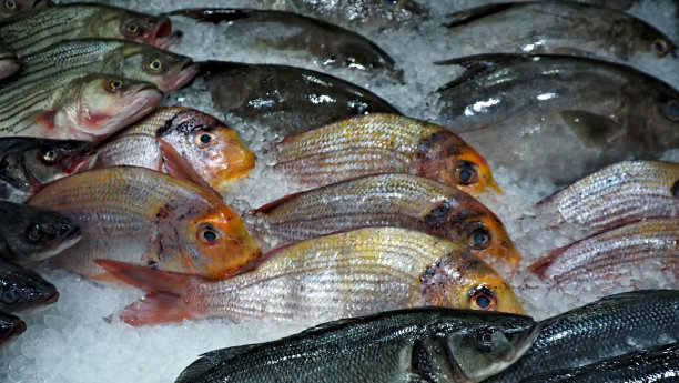 红鲷鱼图片下载