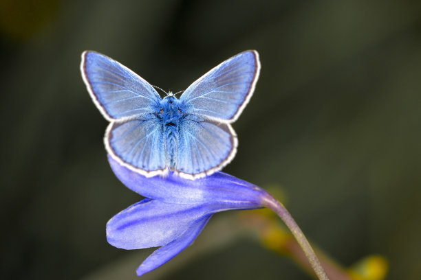 常见的蓝蝴蝶图片下载